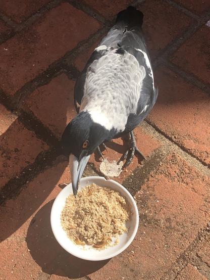 An Australian magpie eating mealy grubs out of a saucer.