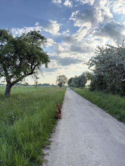 Das Bild zeigt eine ruhige, ländliche Szene mit einem schmalen, unbefestigten Weg, der von hohen Gräsern und Bäumen gesäumt wird. Der Weg führt durch eine weite, grüne Landschaft, die von Feldern und Bäumen geprägt ist. Im Vordergrund sitzt ein brauner Hund mit einem gelben Leinenband auf dem Weg, der direkt in die Kamera blickt. Der Himmel ist teilweise bewölkt, mit weißen Wolken, die durch das Sonnenlicht beleuchtet werden. Die Bäume auf beiden Seiten des Weges sind grün und blühen, was auf eine Frühlings- oder Sommerlandschaft hinweist. Die Szene vermittelt ein Gefühl von Frieden und Naturverbundenheit.