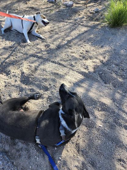 two dogs doing simultaneous roly poly in the sand and gravel