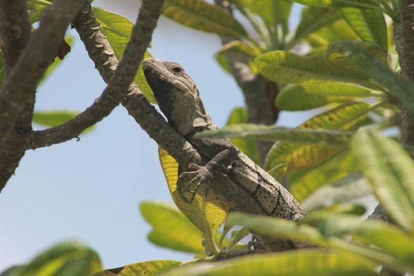 Photo of Ctenosaura similis (Black Spiny-tailed Iguana) by arthur_ab_frogman. Attribution: (c) arthur_ab_frogman, some rights reserved (CC BY).