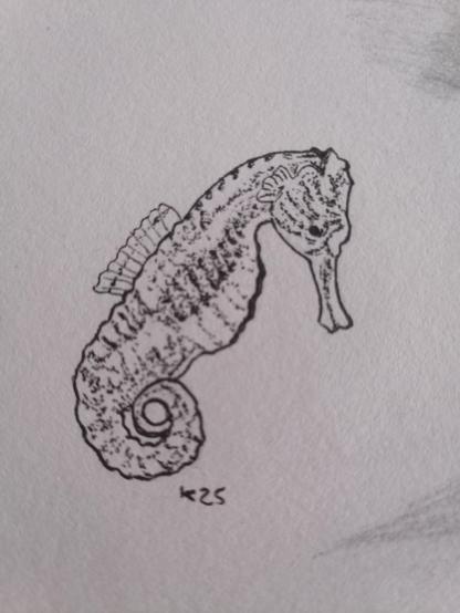 Pen sketch of a seahorse with shading
