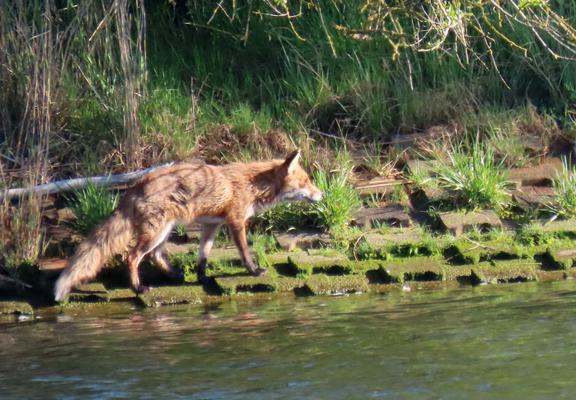 Ein Fuchs im Profil an einem mit Steinen befestigten Flussufer, dahinter verschiedene Pflanzen. Die Körpersprache des Fuchses verrät gesteigerte Aufmerksamkeit, der Blick ist auf etwas in der Ferne gerichtet, die Ohren gespitzt. Die Sonne strahlt ihn direkt an, so dass Kopf und Nacken zu leuchten scheinen.