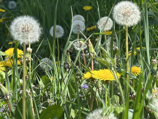 Close up of dandelions and “pusteblumen” - the german word for when they are jn the seed stage.
