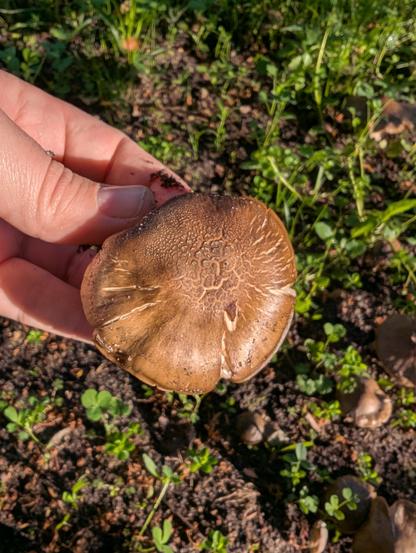 Pilz von oben. Rund, braun, mit einigen eingerissenen Stellen.
