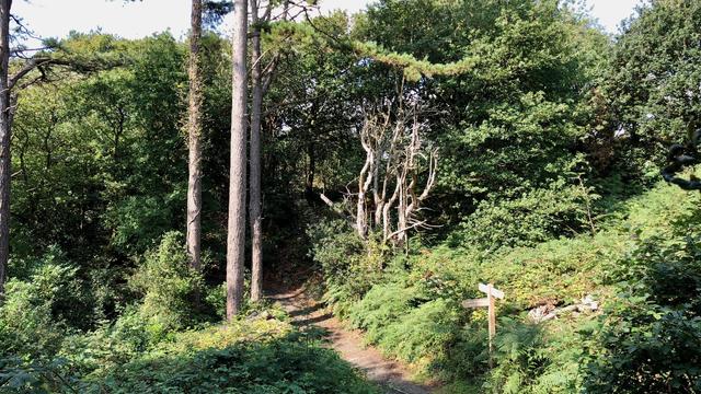 This picture depicts a lush, green woodland scene with a narrow dirt path winding through the dense foliage. Tall, slender pine trees rise prominently on the left side, their trunks casting light shadows. In the center, some bare, white branches stand out starkly against the surrounding greenery. The right side is filled with dense undergrowth, including ferns and bushes. There's a wooden signpost near the path's fork, partially obscured by the vegetation. The overall atmosphere is serene and natural, with dappled sunlight filtering through the trees, indicating a bright, clear day.