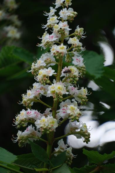 Katanienblüte mit Biene