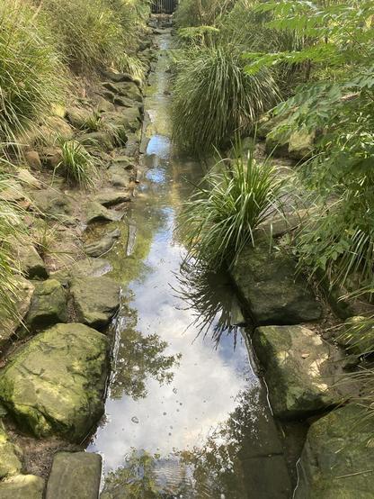 Looking along a narrow creek in the path which is reflecting clouds, glimpses of blue sky, overhanging trees and grasses. It is the natural watercourse here but it's been landscaped with shaped local natural rock for both banks and bed. Lots of native plants used as part of a regeneration project. Feels peaceful here.