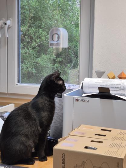Ein schwarzer Kater sitzt neben dem Drucker auf dem Schreibtisch, Papier kommt gerade raus und er schaut neugierig und skeptisch zugleich.
Im Hintergrund ein Fenster zum Garten, davor hängt ein Fütterhäuschen für die Vögel.