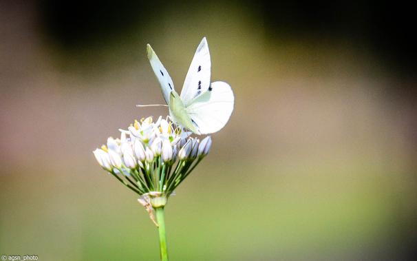 Nahaufnahme eines Schmetterlings mit weißen Flügeln, der auf einem Stiel einer weißen Lilie thront. Der grüne Hintergrund ist verschwommen.
Close-up of a white-winged butterfly perched on a white lily stem. The green background is blurred.