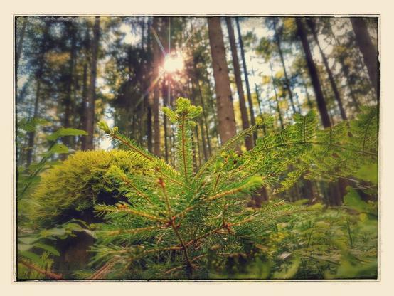 A low-angle shot of a small evergreen sapling in focus, surrounded by moss and other greenery on the forest floor, with tall trees and sunlight filtering through the canopy in the background.