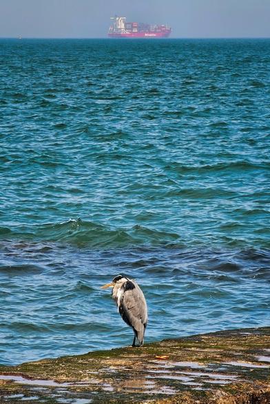 A grey heron stands on a rocky shore near the water's edge, with a large cargo ship visible on the horizon under a clear sky.