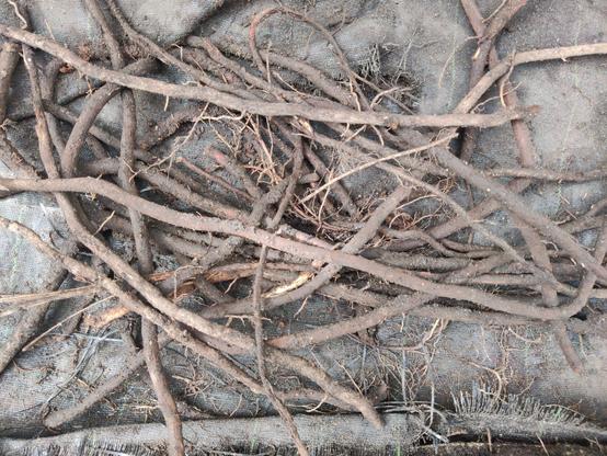 twigs, branches in an empty flower bed