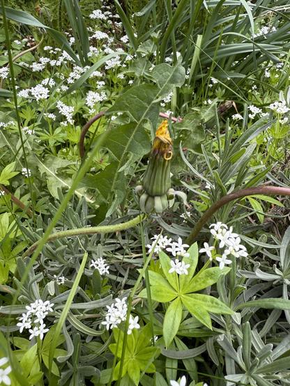 Verblühter Löwenzahn und blühender Waldmeister
