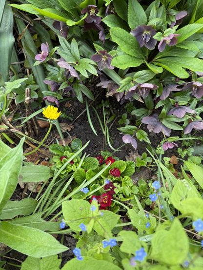Rote Primel, dunkle Lenzrose, blaues Vergissmeinnicht, gelber Löwenzahn