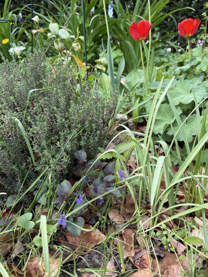 Veilchen, Thymian, Kamelie Hagoromo, rote Tulpen