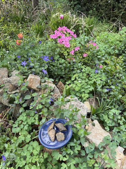 Vogeltränke in einem blauen Untersetzer mit Steinen, rosa Azalee, blaue Immergrün, Tulpen