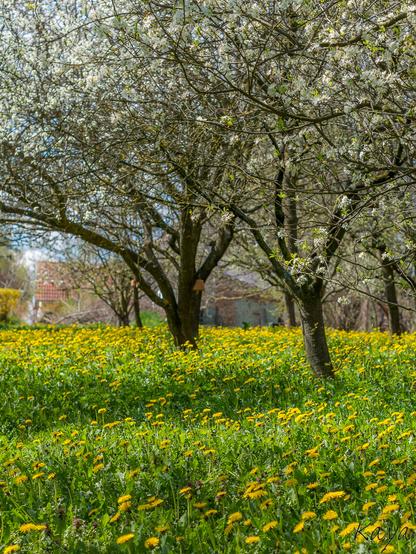 Obstwiese. Zwei blühende Obstbäume auf löwenzahngelb blühender Wiese. Hochformat.