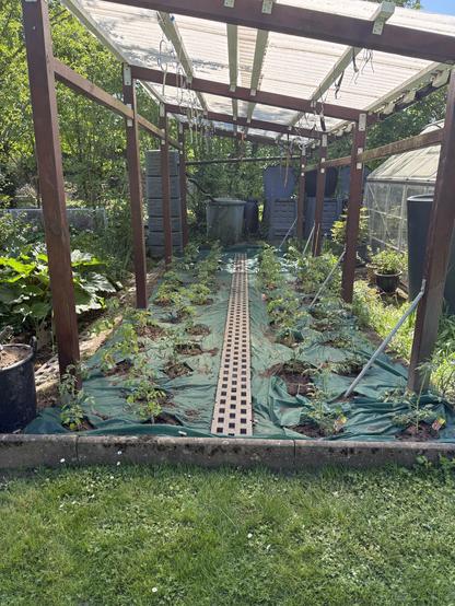 frisch gepflanzte Tomaten unter einer großen Überdachung