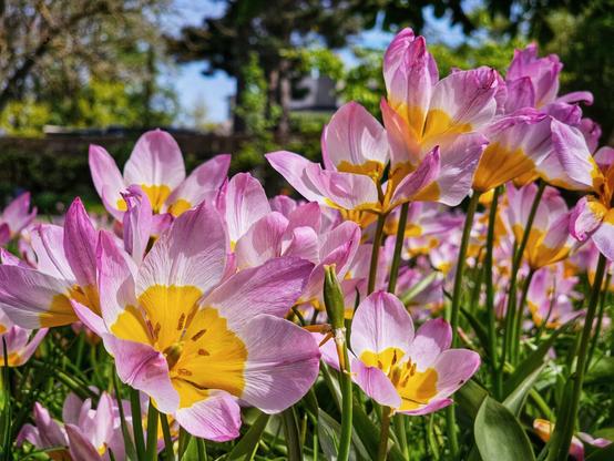 A close-up shot shows a cluster of delicate pink and yellow tulip flowers in bloom, surrounded by green foliage and bathed in sunlight.