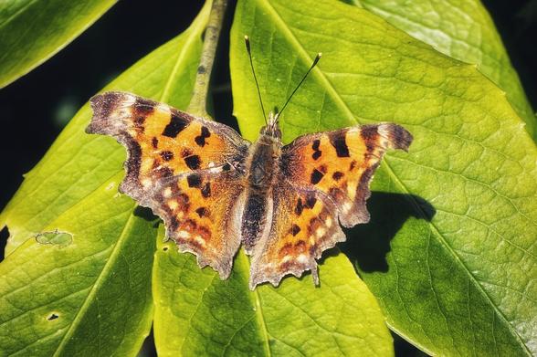 A comma butterfly with orange and brown patterned wings is perched on a vibrant green leaf.