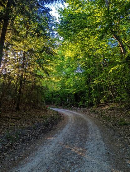 A winding dirt track meanders through a dense woodland. Sunlight filters through the vibrant green canopy, casting dappled shadows on the path and the leaf-strewn forest floor. Tall trees line both sides of the track, creating a sense of depth and tranquility.
