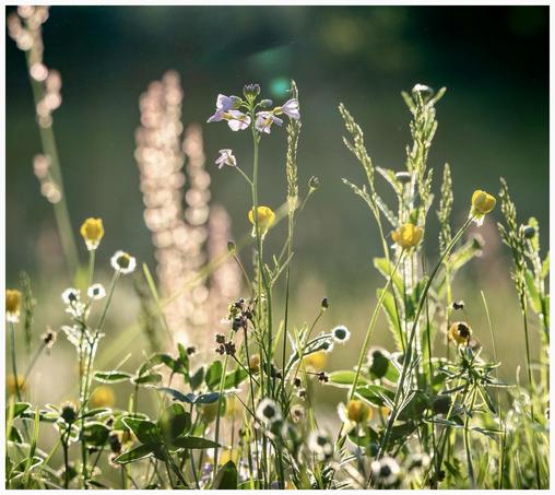 A vibrant meadow scene featuring various wildflowers, including delicate purple blooms and bright yellow buttercups, surrounded by green grasses. The sunlight creates a soft, shimmering effect in the background.