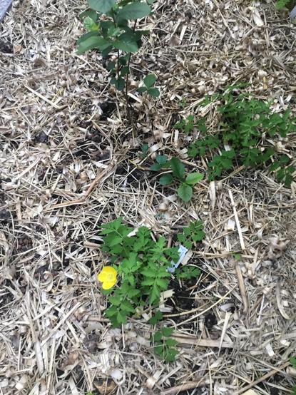 parterre paillé vu de dessus avec en haut un aronia en feuille et en bas une fleur jaune de pavot