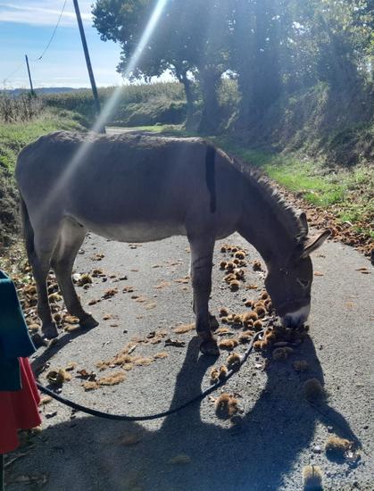 Pause au milieu de la route pour manger les châtaignes tombées de l'arbre.