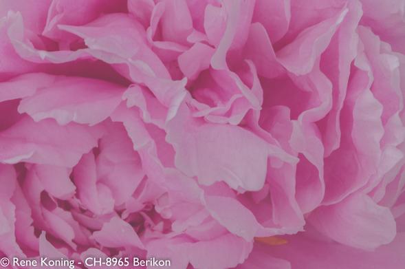 Das Bild zeigt eine Nahaufnahme einer rosafarbenen Blüte einer Pfingstrose, mit zahlreichen sich überlappenden Blütenblättern.
Die Blütenblätter sind weich und gekräuselt, was ihnen ein üppiges und volles Aussehen verleiht. Die Farbe der Blütenblätter reicht von einem hellen Rosa an den Rändern bis zu einem tieferen Rosa in der Mitte, wobei subtile Variationen des Farbtons dem Bild Tiefe verleihen. Die Textur der Blütenblätter wirkt zart und samtig, wobei einige Ränder leicht gewellt sind.