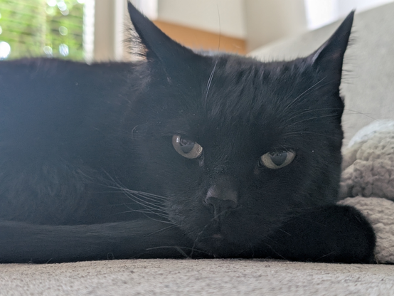 A picture of a black cat lying on a couch looking, somewhat annoyed, towards the camera.