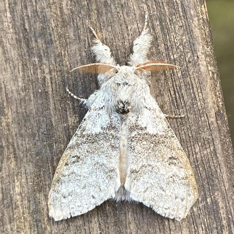 Overhead shot of 3cm chunky triangular moth on wood.  It is dusty light grey, almost dusty white.  It has two extremely fluffy legs that point out in front of its head and two orange leaf-shaped, feathered antennae pointing left and right.