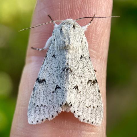 Overhead shot of 2cm chunky, arrowhead moth on a finger.  It has a furry head and two wiry antennae. Its colouring is light dusty grey with black flecks.  It is called a Miller as it looks as if it has been showered with flour.