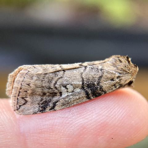 A side on shot of a 1.5cm  tubular shaped moth on a finger. It faces right.  It has a cute little face.  It is handsomely marked in warm light brown with two dark bands made up of four brown lines (or lutestrings) across is wings, one near the head end and one near the back wing edge.  The lutestring lines are not very obvious on this specimen, but they are more visible on an overhead shot.