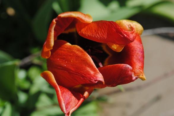 a wilting red and orange tulip flower seen from above in bright sunlight floating over a background of green foliage and brown-grey ground