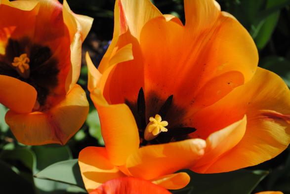a closeup of two orange and yellow wide open tulip flowers seen from above, with the one on the right in focus and towering a bit over the one on the left and taking up most of the picture space. they are hit by bright sunshine coming from the right side of the image and casting interesting shadows over themselves that are darker but also intensely chromatic. they are showing off their darker inside markings and light stigmas floating in the middle, the background consists of green foliage and dark shadows - but most of the image is taken up by the two flowers that extend beyond the edges of the image. the tulip variety here is Salmon Lalibela
