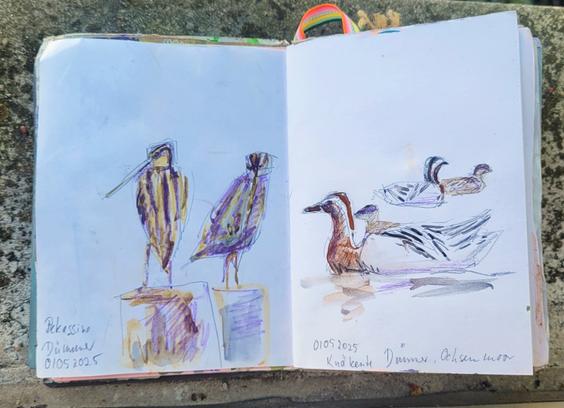 Aquarellskizze im kleinen Skizzenbuch über 2 Seiten: links eine Bekassine einmal von hinten und von der Seite auf einem Weidepfahl, rechts 4 Knäkenten auf einem Gewässer schwimmend