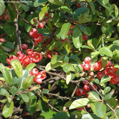Zwischen dichten, glänzend grünen Blättern wachsen zahlreiche leuchtend rote Blüten an einem verzweigten Strauch. Die Blüten sind becherförmig mit mehreren runden Blütenblättern und gelblichen Staubblättern im Inneren. Einige Blüten sind bereits geöffnet, andere noch in Knospenform. Die Zweige sind teils kahl und verlaufen unregelmäßig durch das dichte Laubwerk.
