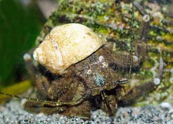 An old Hairy hermit crab. His carapace is coated with algae and hydroids, and barnacles have settled in. (One is feeding.) There's even a barnacle on his knee. Under the coating of algae, he's green and brown, with pale blue highlights. His eyes, looking up at us, are striped; his antennules are segmented, with a thorn-like tip. He wears a white shell, speckled with yellowish algae. There's a two-tentacled worm sharing the shell; the tentacles wave in the water near the front of the shell, on the right side of the photo (Hermie's left.)
