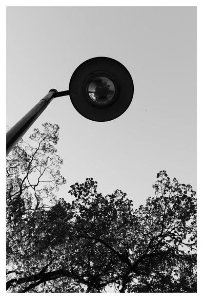 he photo captures a solitary streetlamp looming overhead, its circular head dominating the sky like a mysterious eye—or perhaps a UFO suspended in stillness. The stark silhouette of leafy branches below adds contrast and grounding, while the minimalist sky emphasizes the lamp's bold form. The lamp’s glass subtly reflects the surrounding trees, adding depth and a touch of surrealism. Rendered in black and white, the image evokes a sense of quiet tension, wonder, and urban solitude.