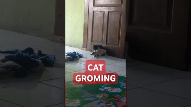 kucing manx bersih bersih #manxcat #catgrooming