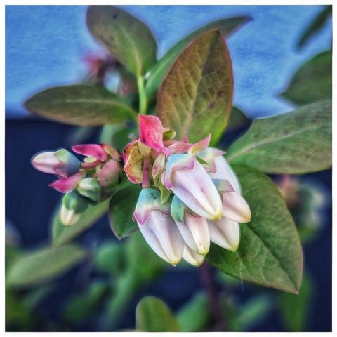 A close-up shot shows a cluster of delicate blueberry blossoms. The flowers are bell-shaped and predominantly white with subtle hints of pink and blue at their tips. They hang downwards amongst vibrant green and reddish-brown leaves. The background is softly blurred, suggesting a bright, overcast day.