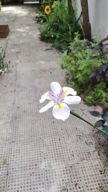 Fortnight lily in full bloom