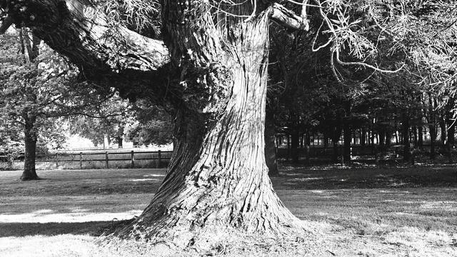 black &amp; white cedar trunk with a twist or tortion to the bark pattern. twice the width at the grassy ground but tapers in a curve up to a still wide trunk.