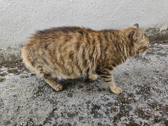 La chatonne tigrée, la fourrure toute gonflée (il y a un chat étranger en face qu'on ne voit pas, vade retro !!). Elle est debout sur du béton, la queue entre les jambes, on ne voit pas son visage.
