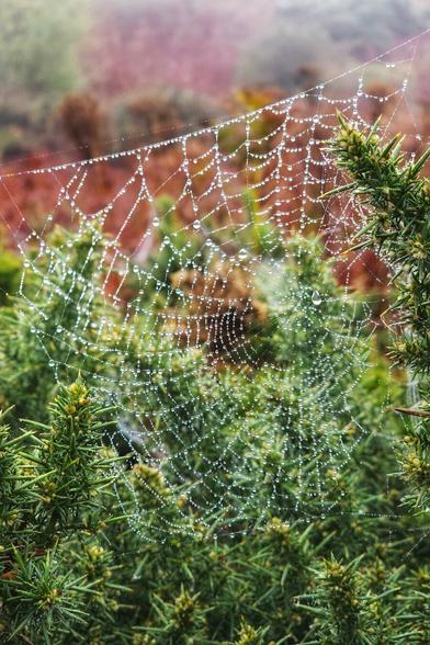A close-up shot of a spider web covered in glistening water droplets, strung between spiky green plants.