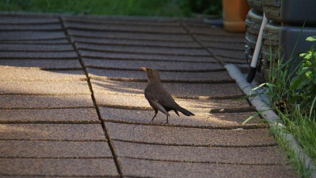 Amsel im Profil, auf einem Gartenweg aus Gummiplatten