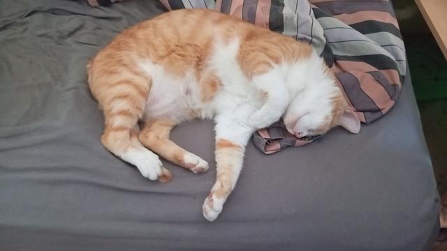 Ein Kater liegt halb eingerollt auf einem Bett. Die rechte Vorderpfote hat er angezogen. Ansonsten ist er tiefenentspannt.