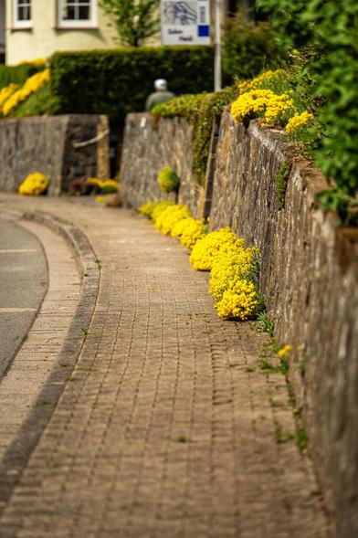 Eine gelb blühende Staude hat sich von einer Gartenmauer auf den Gehweg verbreitet.