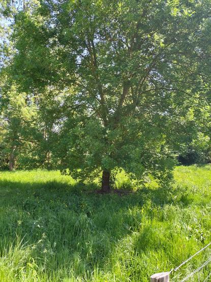 Un arbre et un somptueux tapis herbeux