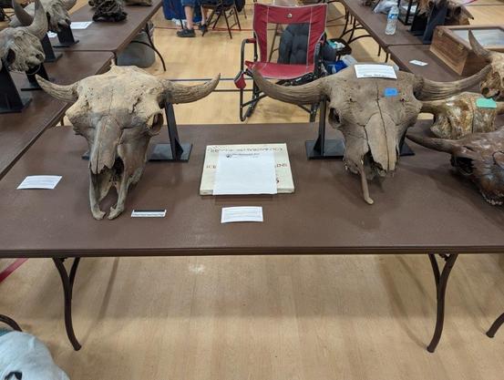 Photos of bison skulls taken at the 2024 Dark River Artifact Show in Leavenworth, Kansas.